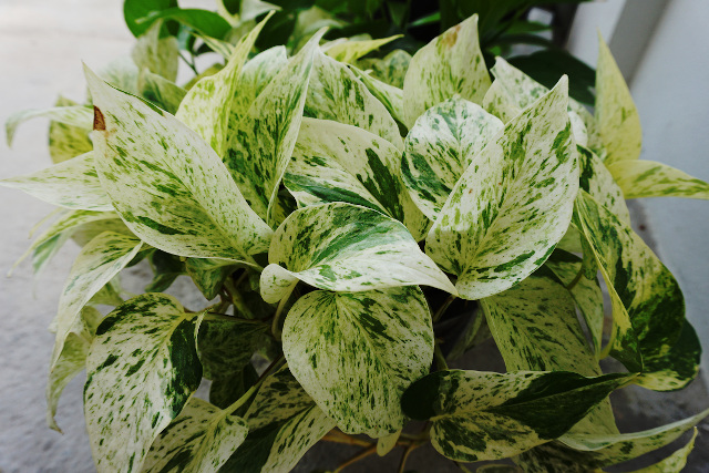 Ragam Sirih Gading dengan Corak Cantik untuk Dekorasi Rumah