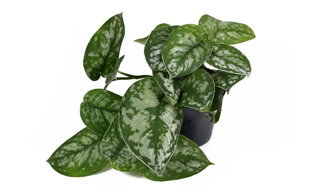 Ragam Sirih Gading dengan Corak Cantik untuk Dekorasi Rumah