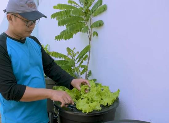 Solusi Masa Pandemi,  Muslim Ini Sukses Jaga Ketahanan Pangan dari Budikdamber