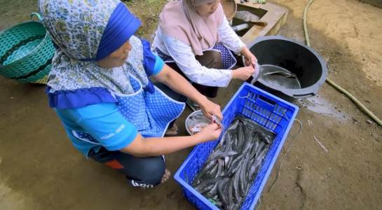 Kurangi Pengangguran, Berdayakan Emak-emak dari Nilai Tambah Produk Olahan Lele