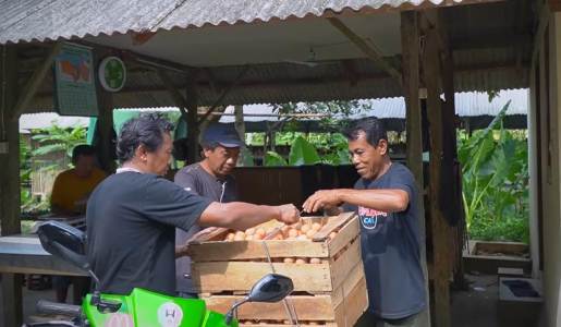 Kelola 6 Ribu Ekor Ayam Petelur, Muslim Ini Hasilkan Omzet Rp6 Juta Sehari