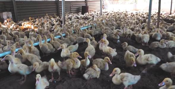 Sempat Ditentang Warga, Kini Sukses Beternak Bebek Hibrida di Tengah Perkotaan