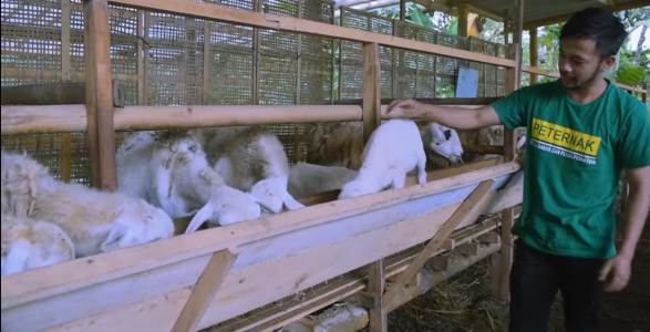 Milenial Ini Sukses Kelola Ternak Domba, Bagikan Manfaat Lewat PKK Milenial