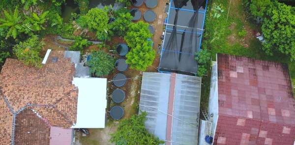 Jadi Binaan Asosiasi, Bermodal Rp700 Ribu Sukses Budi Daya Ikan Lele