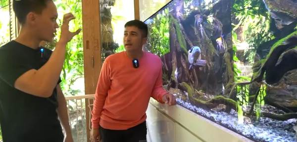 Cantik dan Gahar, Kombinasi Ikan Predator Tambah Keindahan Dekorasi Rumah