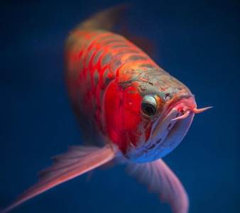 Cantik dan Gahar, Kombinasi Ikan Predator Tambah Keindahan Dekorasi Rumah