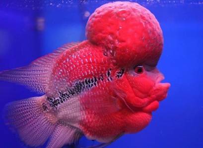 Cantik dan Gahar, Kombinasi Ikan Predator Tambah Keindahan Dekorasi Rumah