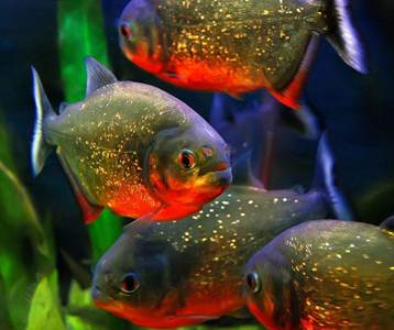 Cantik dan Gahar, Kombinasi Ikan Predator Tambah Keindahan Dekorasi Rumah