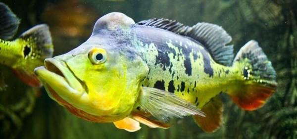 Cantik dan Gahar, Kombinasi Ikan Predator Tambah Keindahan Dekorasi Rumah