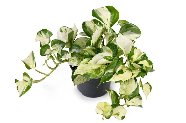 Minim Butuh Sinar Matahari, 7 Tanaman Gantung Cocok untuk Indoor