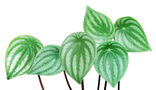 Minim Butuh Sinar Matahari, 7 Tanaman Gantung Cocok untuk Indoor