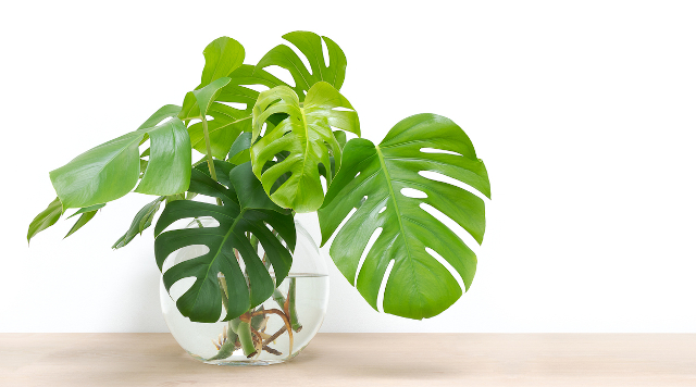 Minim Butuh Sinar Matahari, 7 Tanaman Gantung Cocok untuk Indoor