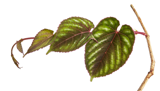 Minim Butuh Sinar Matahari, 7 Tanaman Gantung Cocok untuk Indoor