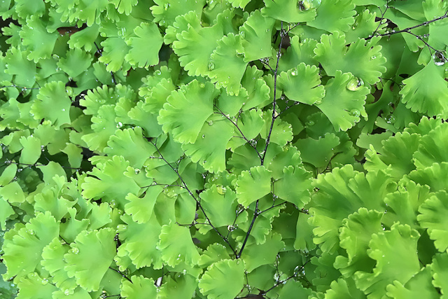 Minim Butuh Sinar Matahari, 7 Tanaman Gantung Cocok untuk Indoor