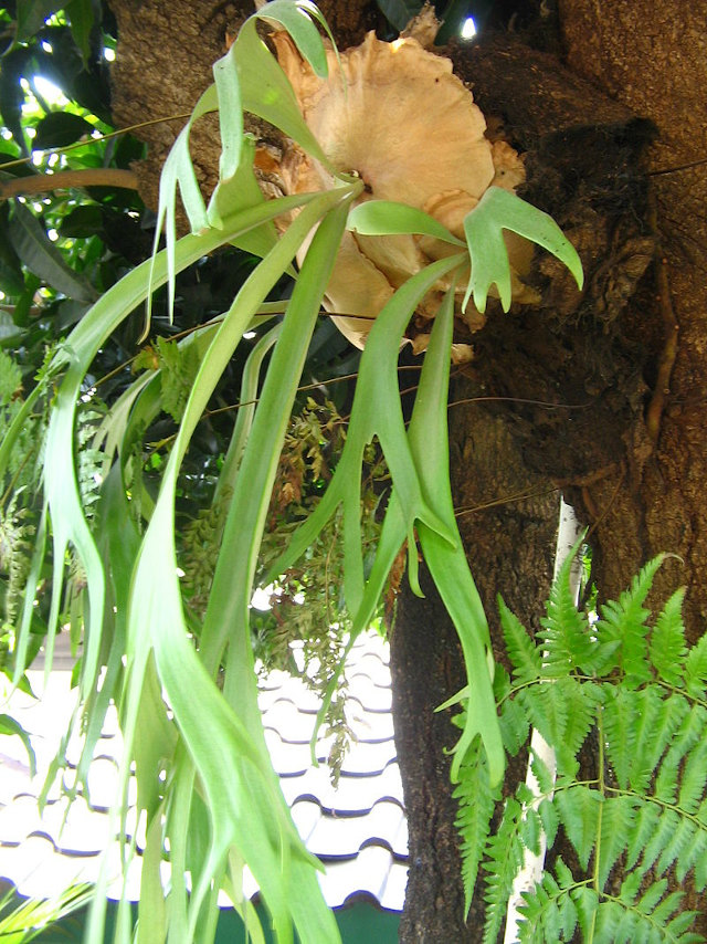 Minim Butuh Sinar Matahari, 7 Tanaman Gantung Cocok untuk Indoor