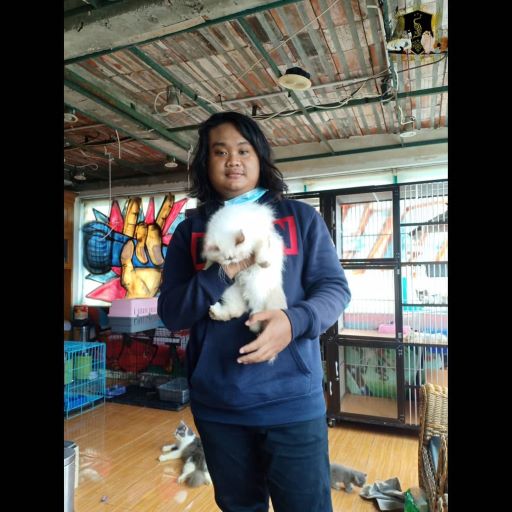 Sering Dinas Luar Kota, Berikut Rekomendasi 4 Hotel Kucing