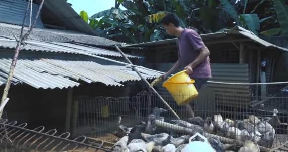 Mantan Supir Grab Sukses Ternak Entok di Tengah Pandemi