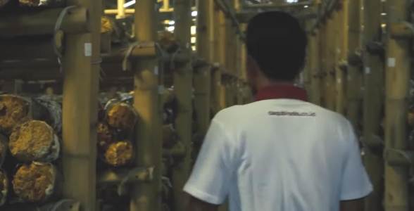 Berbagi Manfaat Budi Daya Jamur Tiram di Daarul Quran Agrotechno