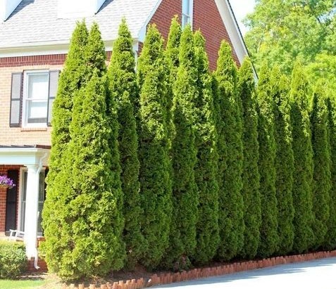 Estetis dan Bermanfaat, Ini 5 Jenis Tanaman yang Cocok untuk Pagar Rumah