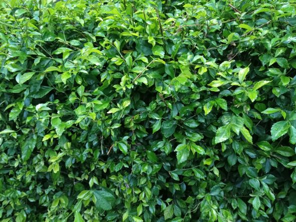 Estetis dan Bermanfaat, Ini 5 Jenis Tanaman yang Cocok untuk Pagar Rumah