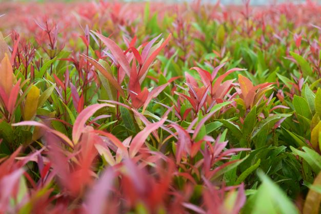 Estetis dan Bermanfaat, Ini 5 Jenis Tanaman yang Cocok untuk Pagar Rumah