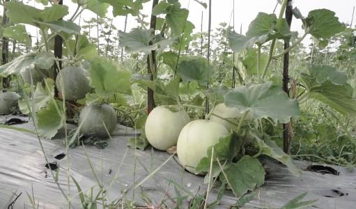 Rifan Nurdiansyah, Petani Milenial Sukses Ajak Anak Muda Garap Sektor Pertanian