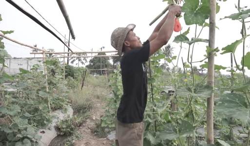 Rifan Nurdiansyah, Petani Milenial Sukses Ajak Anak Muda Garap Sektor Pertanian