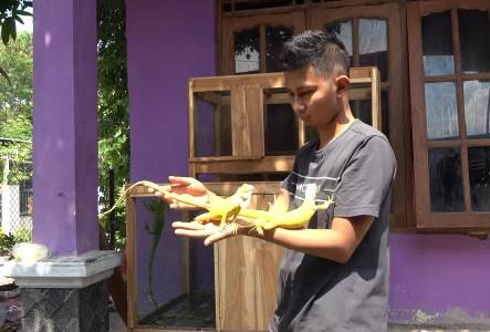 Prospek Bisnis Menjanjikan dari Budi Daya Hewan Reptil
