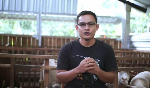 Tulus dalam Beternak, Kini Punya 500 Ekor Domba
