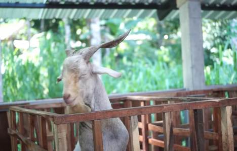 Tulus dalam Beternak, Kini Punya 500 Ekor Domba