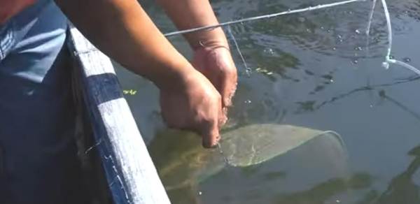 Modal Satu Sendok, Kini Sukses Punya 20 Kolam Kultur Daphnia