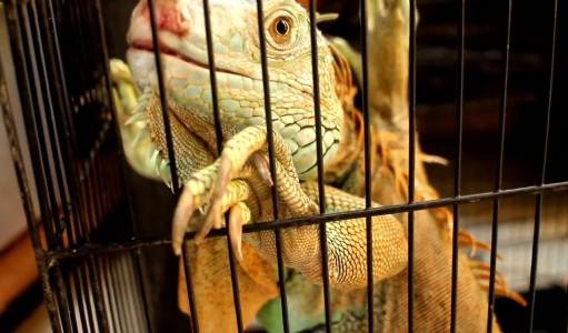 Modal Rebahan, Muslim Ini Sukses Jualan Hewan Eksotis