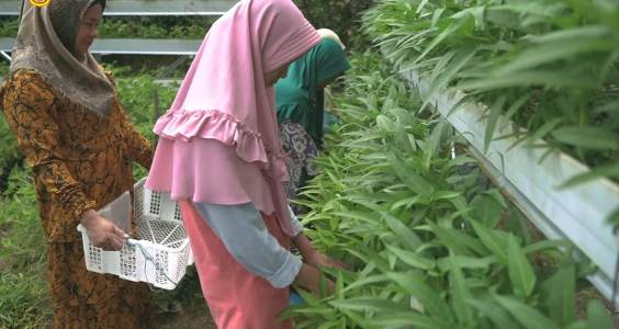 TTP Cigombong, Sukses Berdayakan Emak-emak Kembangkan Sektor Pertanian