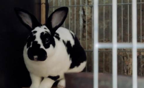 Hobi Pelihara Kelinci, Sukses Antarkan Rezeki