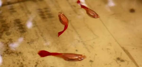 Iseng Turuti Kemauan Anak, Malah Sukses Kembangkan Budi Daya Ikan Guppy