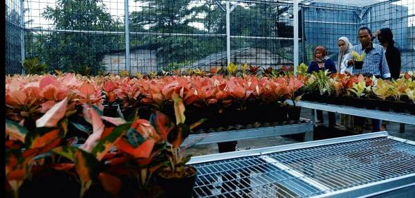 Cinta Tanaman Hias, Muslim Milenial Ini Sukses di Usia Muda