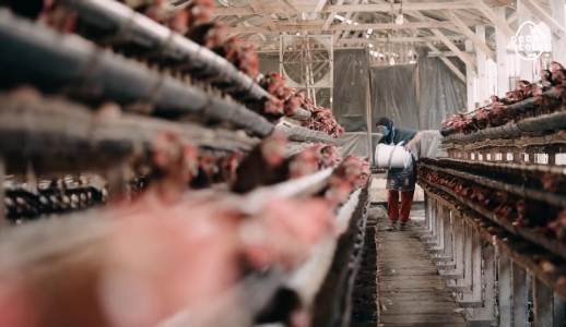 Modal Kepercayaan, Muslim Ini Sukses Ternak Ayam