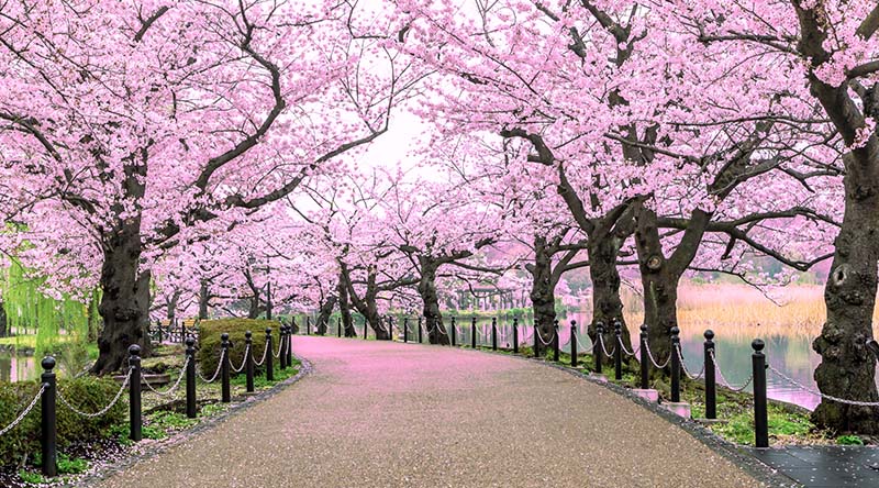 Rekomendasi Tempat Menginap Bagi Traveller Muslim di Tokyo