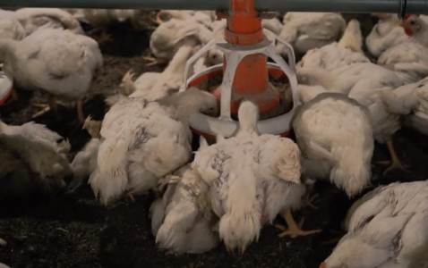 Dapat Untung Bersih Rp500 Juta Dari Peternakan Ayam Modern