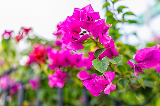 Tak Hanya Tahan Panas, Tanaman Ini Bikin Cantik Teras Rumah