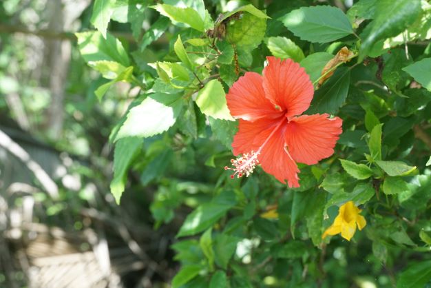 Tak Hanya Tahan Panas, Tanaman Ini Bikin Cantik Teras Rumah