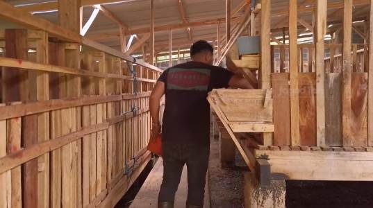 Raup Omzet Hingga Rp150 Juta dari Usaha Peternakan Domba