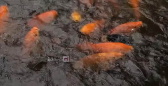 Hindari Ibukota, Justru Sukses Kembangkan Usaha Peternakan