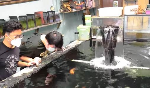 Peluang Bisnis Ikan Hias, Pasarnya hingga Mancanegara