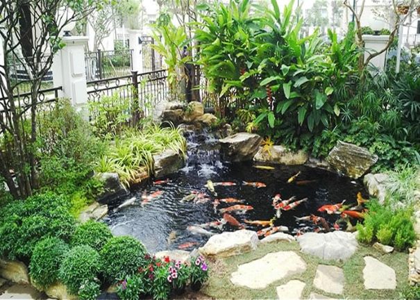 Bikin Betah, Ini 7 Manfaat dan Ide Desain Kolam Ikan Koi di Rumah