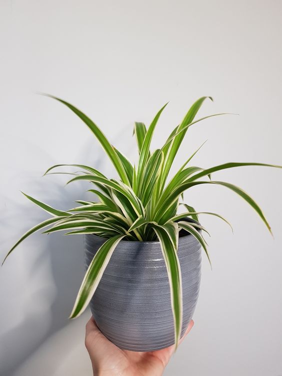 7 Tanaman Indoor yang Bisa Jadi Pemanis Sudut Ruangan