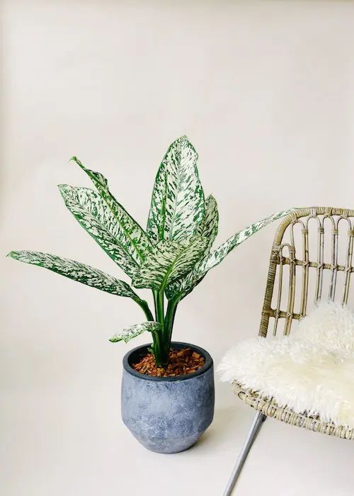 7 Tanaman Indoor yang Bisa Jadi Pemanis Sudut Ruangan