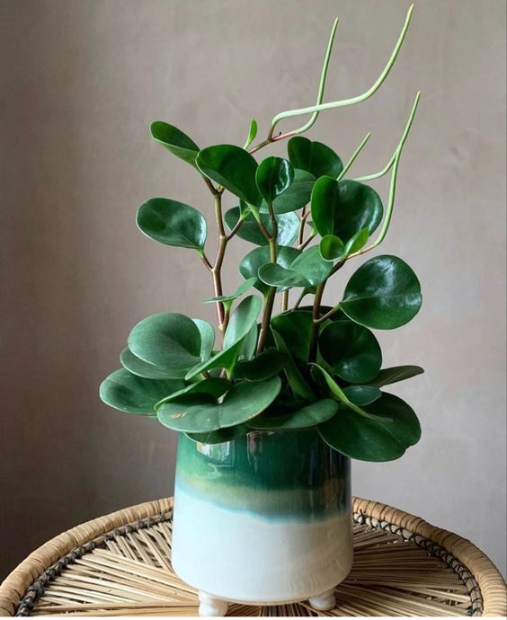 7 Tanaman Indoor yang Bisa Jadi Pemanis Sudut Ruangan