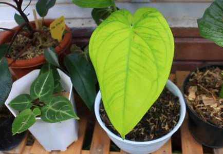 Nilai Ekspor Capai USD10,77 Juta, Pasutri Ini Berhasil Usaha Tanaman Hias