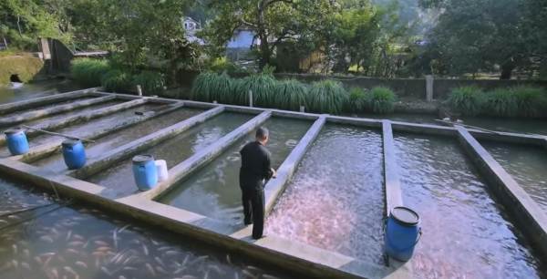 Petani Subang Ini Sukses Budi Daya Ikan Nila Sistem Air Deras